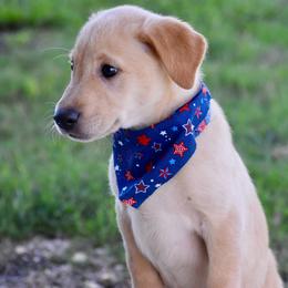Pink collar - Yellow female Labrador Retriever puppy in Gober, Texas from Trigger Time Kennels