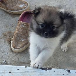 Rocky - Black parti male Pomeranian puppy in Littleton, Colorado from Blaylock's Pomeranian Puppies