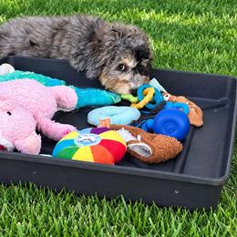 Pebbles - Lite Pink Collar - Blue merle female Bernedoodle puppy in Port Charlotte, Florida from Islands Wheatens and Poodles
