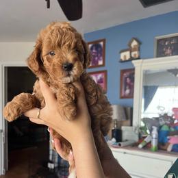Ruby - Red  female Poodle puppy in Winter Haven, Florida from Herdez’s Poodles