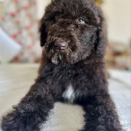 Houndour - Chocolate female Goldendoodle puppy in Twin Falls, Idaho from Burrow & Bone