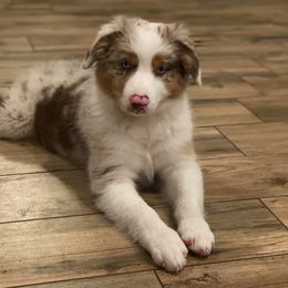 Australian Shepherd and Miniature Australian Shepherd Puppies from Aussie Trail Farms
