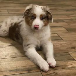 Australian Shepherd and Miniature Australian Shepherd Puppies from Aussie Trail Farms