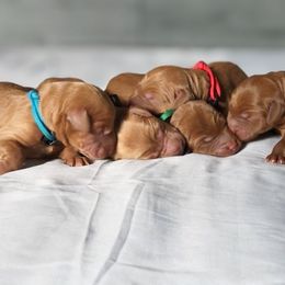 Labradoodle and Labrador Retriever Puppies from Katie K9