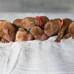 Labradoodle and Labrador Retriever Puppies from Katie K9