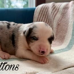 Buttons - Blue merle female Miniature Australian Shepherd puppy in Sandy Hook, Kentucky from RidgeTop Aussies