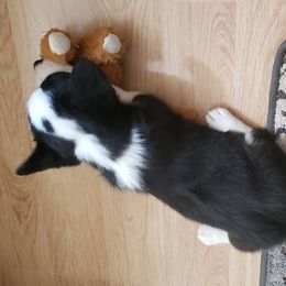 Ariel - Cardigan Welsh Corgi puppy in Myton, Utah from Cardigan Corgi Cuties 💓