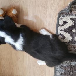 Ariel - Cardigan Welsh Corgi puppy in Myton, Utah from Cardigan Corgi Cuties 💓