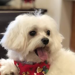 Cracker - Maltese