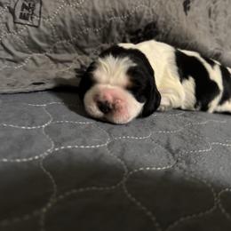 Ladybug - Black white and tan female English Springer Spaniel puppy in Coeur D'alene, Idaho from Springer Hollow