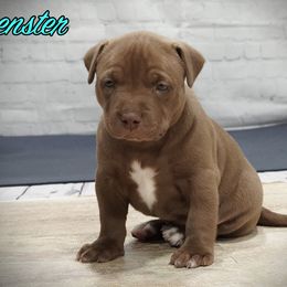 Muenster - Brown American Bully puppy in New Jersey from BURI Bull Kennels