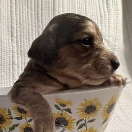 Princess - Dapple female Dachshund puppy in Lake Wales, Florida from Kirchberg Mini Farm