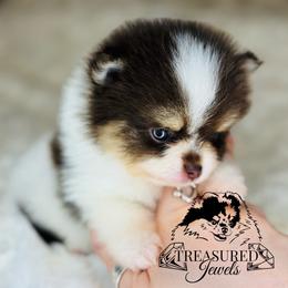 Pomeranian Puppies from Treasured Jewels Pomeranians