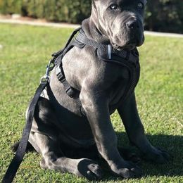 Cane Corso and French Bulldog Puppies from JSM Corsos