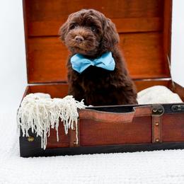 Bruno - Chocolate male Goldendoodle puppy in North Carolina from NC Doodle Puppies