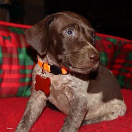 Orange - Liver roan female German Shorthaired Pointer puppy in Ozark, Alabama from Judy Creek GSP's