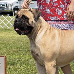 Wasabi - Bullmastiff