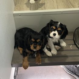 Cavalier King Charles Spaniel Puppies from Meant To Be Cavalier King Charles Spaniels