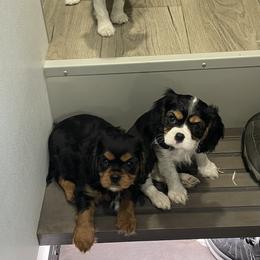 Cavalier King Charles Spaniel Puppies from Meant To Be Cavalier King Charles Spaniels