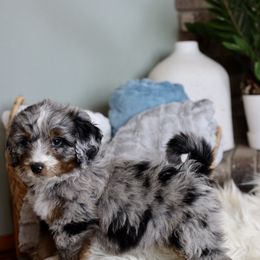 Aussiedoodle Puppies from Crystal Ridge Doodles