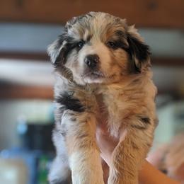 Australian Shepherd Puppies from Sonya Pfeiffer