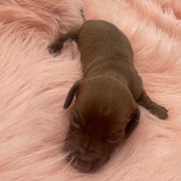 Nova - Chocolate female Dachshund puppy in Sarah, Mississippi from White's Mississippi Doxies