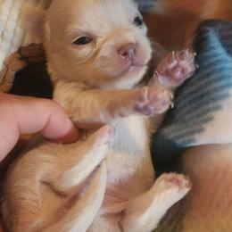 Cashmere - Cream female Chihuahua puppy in Gerald, Missouri from OutLaw Chihuahua's