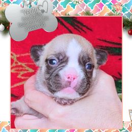 Girl 3 - Verity - Fawn and white female French Bulldog puppy in Elberton, Georgia from Ioney's Southern Paws Shelties, Frenchies, and Yorkies