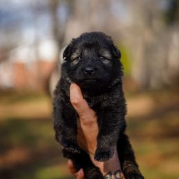 Cali - Sable female German Shepherd puppy in Knowlton Township, New Jersey from Augenblick Kennels