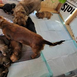 Dachshund Puppies from CLARK'S BREEDING PROGRAM