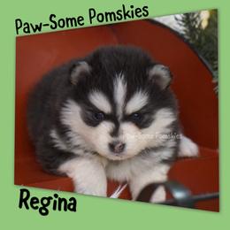 Regina - Black and white female Pomsky puppy in Krum, Texas from Paw-Some Pomskies