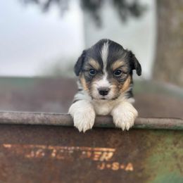 Guido - Black and tan male Pembroke Welsh Corgi puppy in Washington from Castle View Royal Rumps