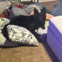 German Shepherd and Golden Retriever Puppies from Lace's High Flying German Shepherds And Golden Retrievers