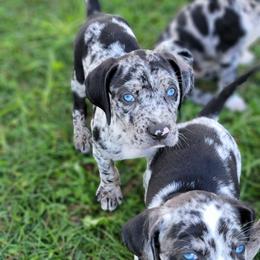 Catahoula Leopard Dog Puppies from Peach Tree Catahoulas