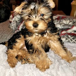 Assorted Doodle Crosses, Double Doodle, Maltipoo, Morkie, and Yorkipoo Puppies from Danza Bolo