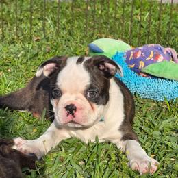 Bongo ready May 14 - Black brindle and white male Boston Terrier puppy in Brooksville, Florida from I Love Pups