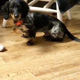 Dachshund Puppies from Alpine Meadow Dachshunds