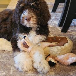 Assorted Doodle Crosses, Australian Labradoodle, Bernedoodle, Goldendoodle, and Labradoodle All Grown Up from Erica’s Doodles