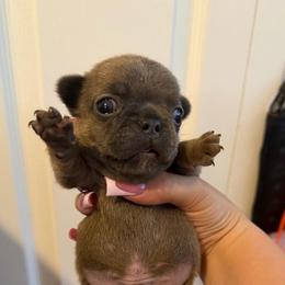 Boy 1 - Blue male French Bulldog puppy in Pennsylvania from R & C French Bulldogs