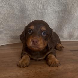 Chocolate and Tan Girl - Chocolate and tan female Dachshund puppy in Oklahoma from Wild Weenies - Dachshund Ranch