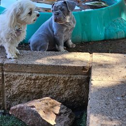 French Bulldog Puppies from ANE French Bulldogs