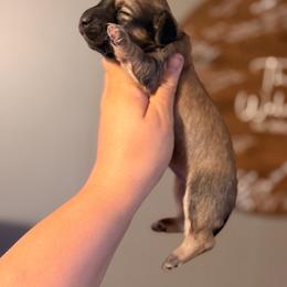 Patty - Cream female Dachshund puppy in Conway, Missouri from Ozark Mountain Kennel
