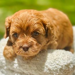 Muffin - Red female Cavapoo puppy in Palm Beach County, Florida from Benji’s Cockapoos