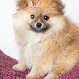 Pomeranian Puppies from Canine Charm & Co