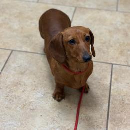 Cali - Dachshund