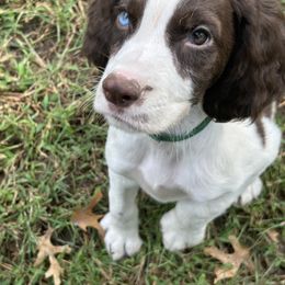 English Springer Spaniel Puppies from Coteau Springers