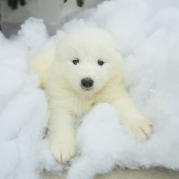 Samoyed Puppies from Desert Snow Samoyeds