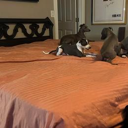 Italian Greyhound Puppies from Fisher Link