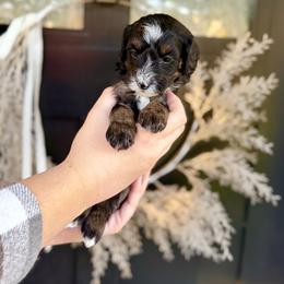 Turquoise- grey collar - Phantom female Bernedoodle puppy in Salt Lake County, Utah from Coco Avenue Pups