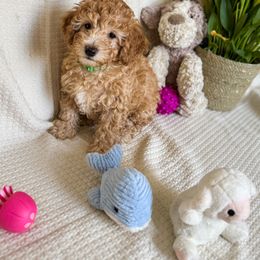 Poodle Puppies from Red Mini Poodles AZ